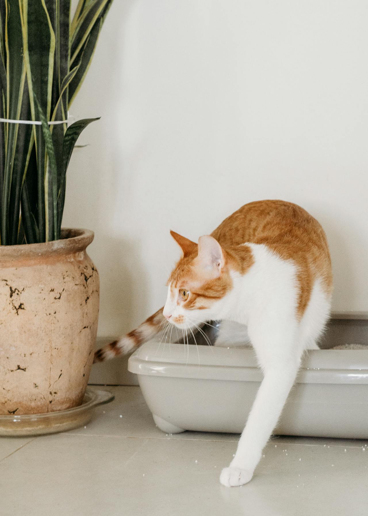 Litter Boxes & Cleaning – Wagging Tails World