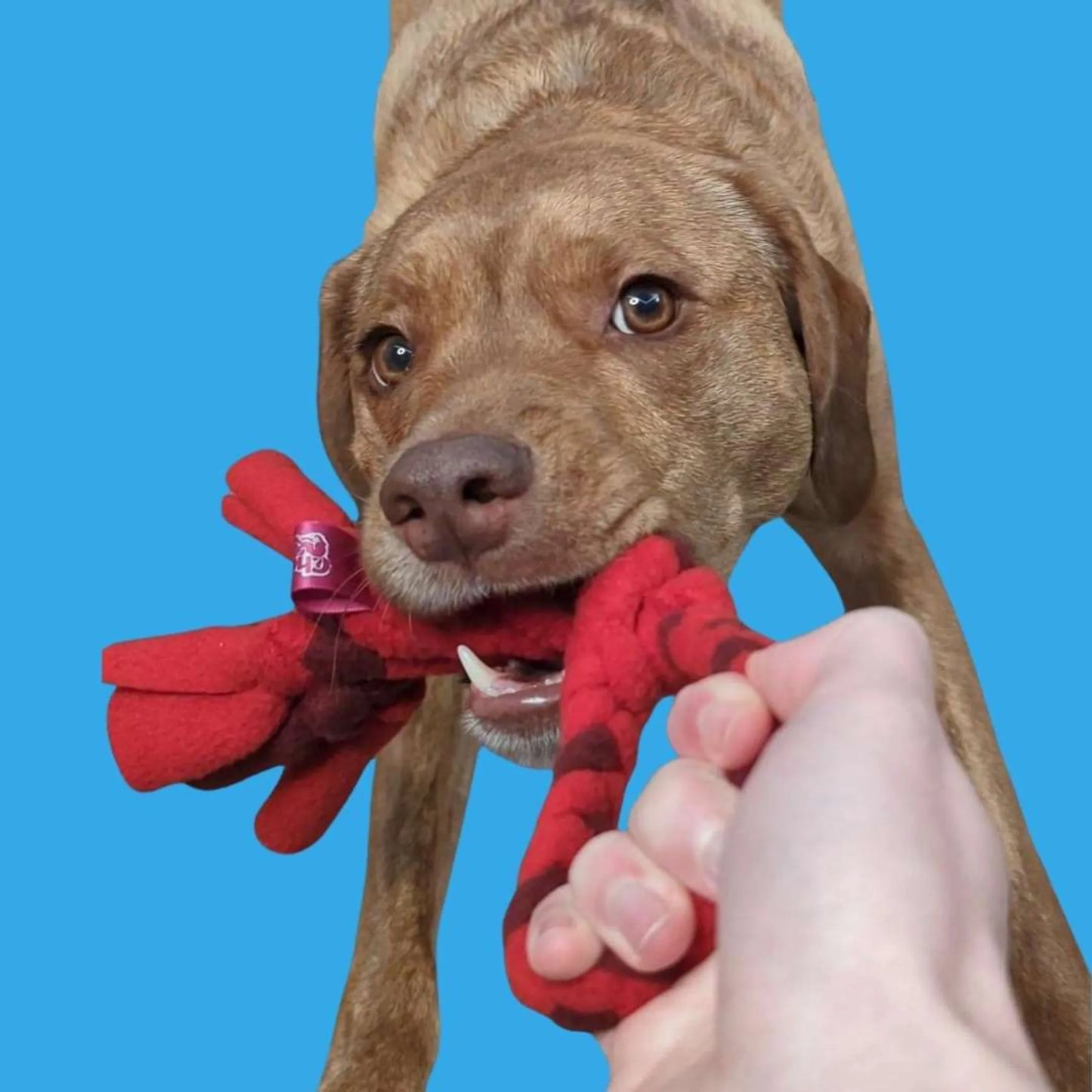 3-in-1 Enrichment Tube for Dogs - Tug Toy, Treat Dispenser & Snuffle Ball - Blue